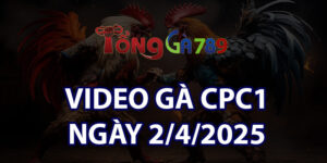 VIDEO GÀ CPC1 NGÀY 2/4/2025
