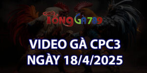 Video Gà CPC3 Ngày 18/4/2025