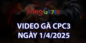 VIDEO GÀ CPC3 NGÀY 1/4/2025
