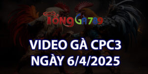 VIDEO GÀ CPC3 NGÀY 6/4/2025