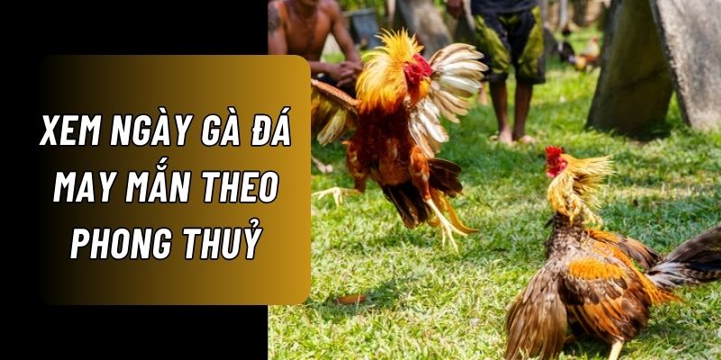 Xem ngày đá gà