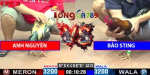 Trận Số 23 CPC2 16/5/2025 - Anh Nguyên Đấu Bảo Sting