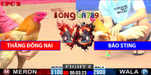 Trận Số 2 CPC2 23/5/2025 - Thắng Đồng Nai Gặp Bảo Sting