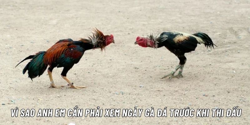 Xem ngày đá gà