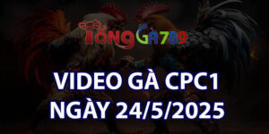 VIDEO GÀ CPC1 NGÀY 24/5/2025