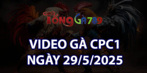 VIDEO GÀ CPC1 NGÀY 29/5/2025