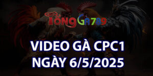 VIDEO GÀ CPC1 NGÀY 6/5/2025
