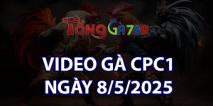 VIDEO GÀ CPC1 NGÀY 8/5/2025