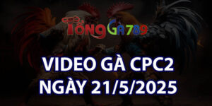 VIDEO GÀ CPC2 NGÀY 21/5/2025