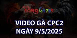 VIDEO GÀ CPC2 NGÀY 9/5/2025