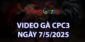 VIDEO GÀ CPC3 NGÀY 7/5/2025
