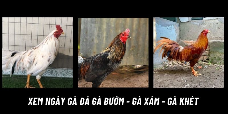 Xem ngày đá gà