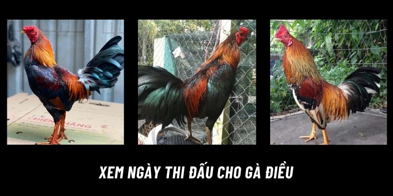 Xem ngày đá gà