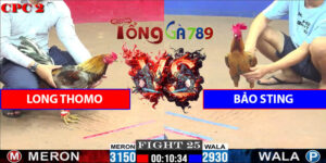 Trận Số 25 CPC2 6/6/2025 - Bảo Sting Trả Thù Long Thomo Thành Công