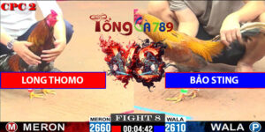Trận Số 8 CPC2 1/6/2025 - Bảo Sting Tiếp Tục Hạ Long Thomo