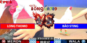 Trận Số 3 CPC2 1/6/2025 - Bảo Sting Hạ Long Thomo