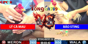 Trận Số 5 CPC2 1/6/2025 - Bảo Sting Liều Chấp 250g Gà
