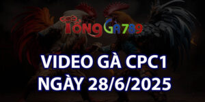 VIDEO GÀ CPC1 NGÀY 28/6/2025