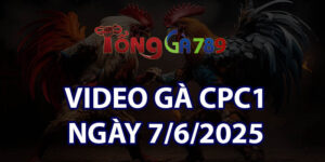 VIDEO GÀ CPC1 NGÀY 7/6/2025