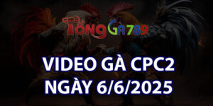 VIDEO GÀ CPC2 NGÀY 6/6/2025