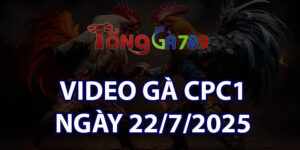 VIDEO GÀ CPC1 NGÀY 22/7/2025