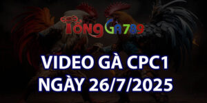 VIDEO GÀ CPC1 NGÀY 26/7/2025