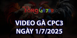 VIDEO GÀ CPC3 NGÀY 1/7/2025