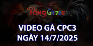 VIDEO GÀ CPC3 NGÀY 14/7/2025
