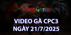VIDEO GÀ CPC3 NGÀY 21/7/2025