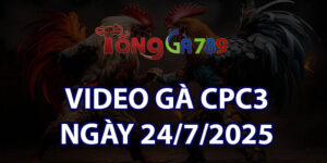 VIDEO GÀ CPC3 NGÀY 24/7/2025