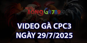 VIDEO GÀ CPC3 NGÀY 29/7/2025