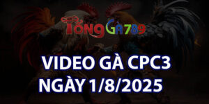 VIDEO GÀ CPC3 NGÀY 1/8/2025