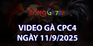 VIDEO GÀ CPC4 NGÀY 11/9/2025